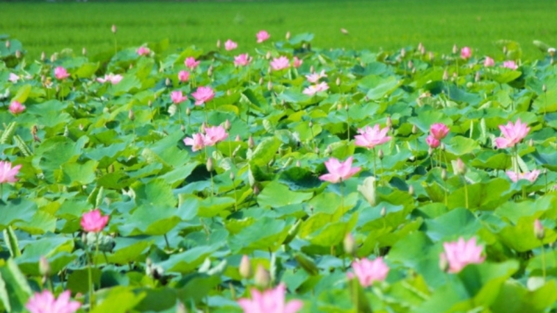 Ao sen khách du lịch mê check-in tự nhiên