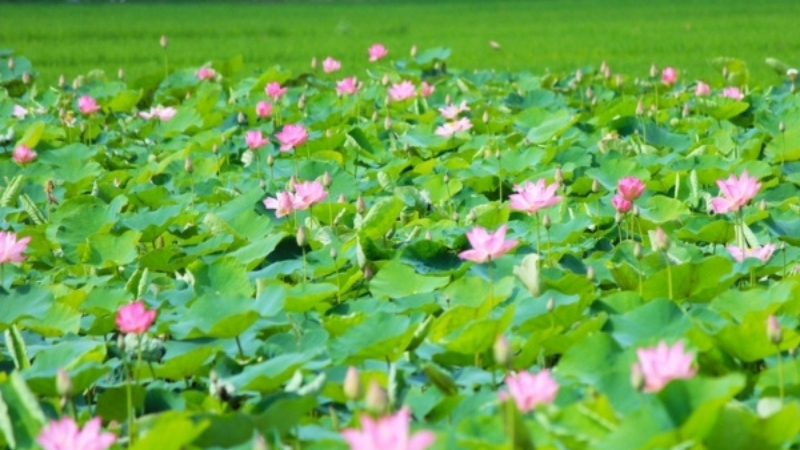 Phong cảnh hữu tình