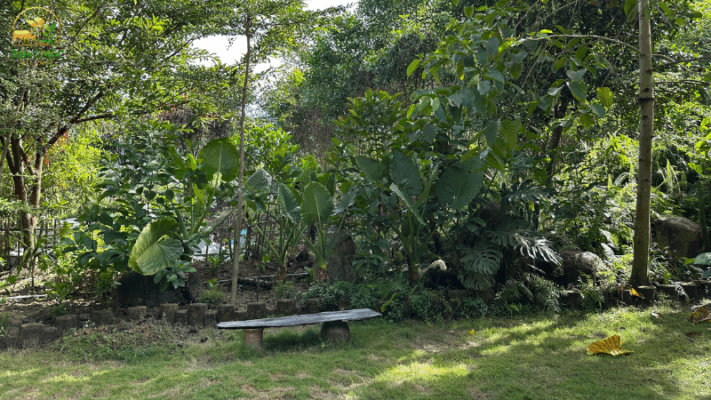 Không gian thiên nhiên trong lành với nhiều cây xanh