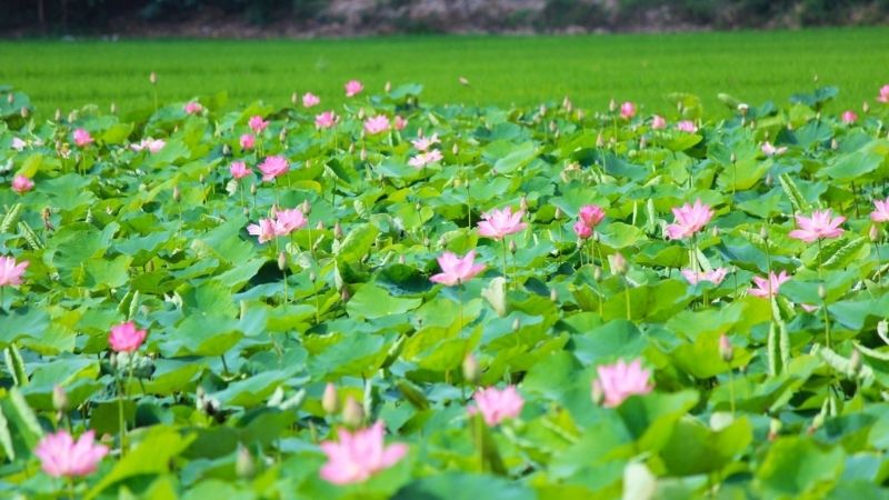 Phong cảnh hồ sen tại làng Đồng Mộc