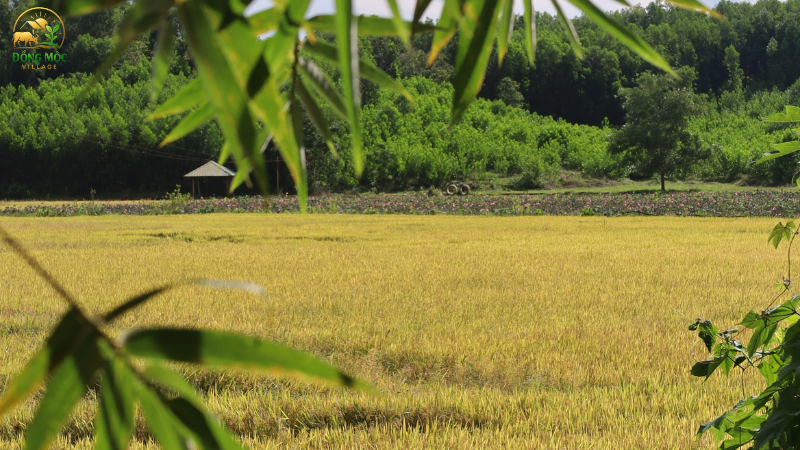 Nét mộc mạc bình yên của Làng Đồng Mộc