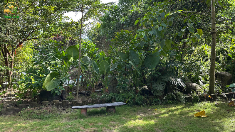 Cảnh quan xanh mát - liều thuốc chữa lành cho ngày hè oi ả